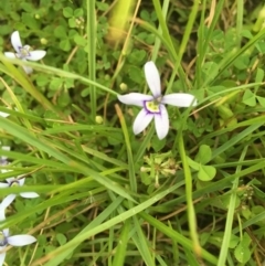 Isotoma fluviatilis subsp. australis at Springrange, NSW - 23 Nov 2016 12:28 PM