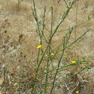 Chondrilla juncea at Isaacs Ridge - 24 Feb 2017 11:05 AM