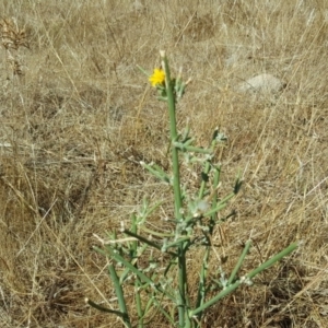 Chondrilla juncea at Isaacs Ridge - 24 Feb 2017 11:05 AM