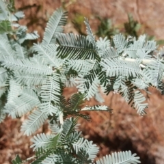 Acacia baileyana (Cootamundra Wattle, Golden Mimosa) at Isaacs, ACT - 24 Feb 2017 by Mike