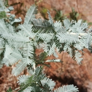 Acacia baileyana at Isaacs, ACT - 24 Feb 2017