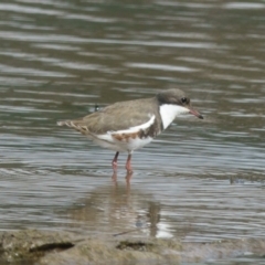 Erythrogonys cinctus (Red-kneed Dotterel) at Mulligans Flat - 23 Feb 2017 by CedricBear