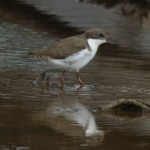 Erythrogonys cinctus at Gungahlin, ACT - 24 Feb 2017