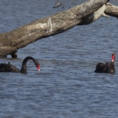 Cygnus atratus (Black Swan) at Mulligans Flat - 23 Feb 2017 by CedricBear