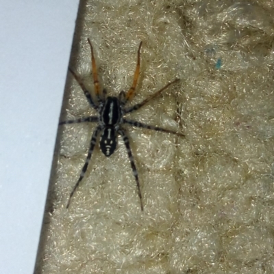 Nyssus coloripes (Spotted Ground Swift Spider) at Fadden, ACT - 24 Feb 2017 by RyuCallaway