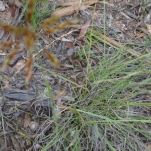 Sorghum leiocladum at Greenway, ACT - 22 Feb 2017 07:24 PM