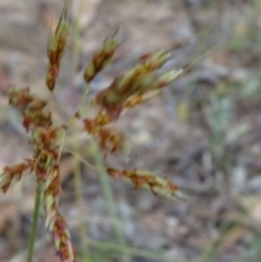 Sorghum leiocladum at Greenway, ACT - 22 Feb 2017 07:24 PM