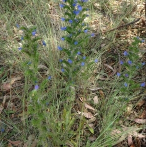 Echium plantagineum at Greenway, ACT - 22 Feb 2017