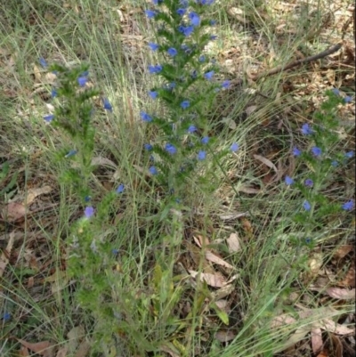 Echium plantagineum (Paterson's Curse) at Greenway, ACT - 22 Feb 2017 by SteveC