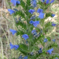 Echium plantagineum at Greenway, ACT - 22 Feb 2017