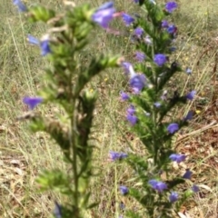 Echium plantagineum at Greenway, ACT - 22 Feb 2017