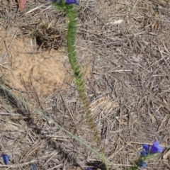 Echium plantagineum at Greenway, ACT - 22 Feb 2017