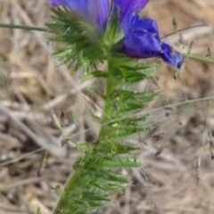 Echium plantagineum at Greenway, ACT - 22 Feb 2017 07:14 PM