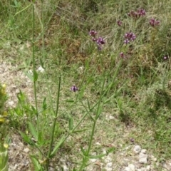 Verbena incompta (Purpletop) at Greenway, ACT - 22 Feb 2017 by SteveC