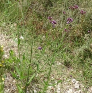 Verbena incompta at Greenway, ACT - 22 Feb 2017 06:19 PM