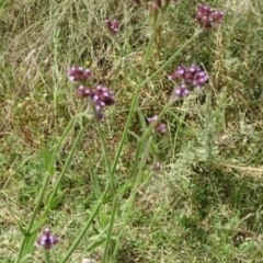 Verbena incompta at Greenway, ACT - 22 Feb 2017