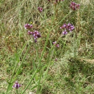 Verbena incompta at Greenway, ACT - 22 Feb 2017