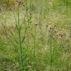 Verbena incompta at Greenway, ACT - 22 Feb 2017