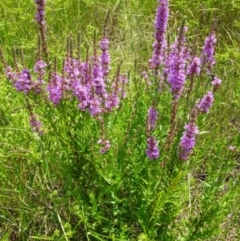 Lythrum salicaria (Purple Loosestrife) at Greenway, ACT - 22 Feb 2017 by SteveC