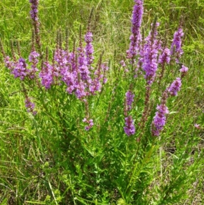 Lythrum salicaria (Purple Loosestrife) at Greenway, ACT - 22 Feb 2017 by SteveC