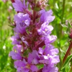 Lythrum salicaria at Greenway, ACT - 22 Feb 2017 08:22 PM