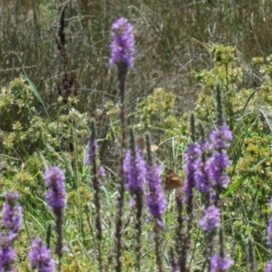 Lythrum salicaria at Greenway, ACT - 22 Feb 2017