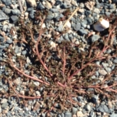 Portulaca oleracea (Pigweed, Purslane) at Greenway, ACT - 22 Feb 2017 by SteveC