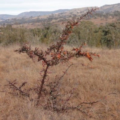 Pyracantha angustifolia (Firethorn, Orange Firethorn) at Greenway, ACT - 22 Feb 2017 by SteveC