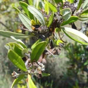 Pyracantha angustifolia at Greenway, ACT - 22 Feb 2017 08:13 PM