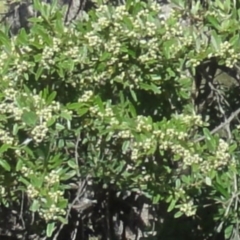 Pyracantha angustifolia at Greenway, ACT - 22 Feb 2017