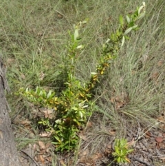 Pyracantha angustifolia at Greenway, ACT - 22 Feb 2017