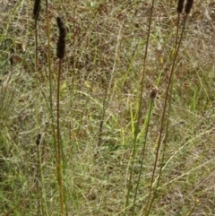 Plantago lanceolata (Ribwort Plantain, Lamb's Tongues) at Greenway, ACT - 22 Feb 2017 by SteveC