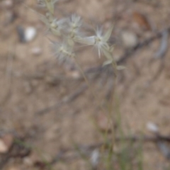 Rytidosperma sp. at Greenway, ACT - 22 Feb 2017 07:25 PM