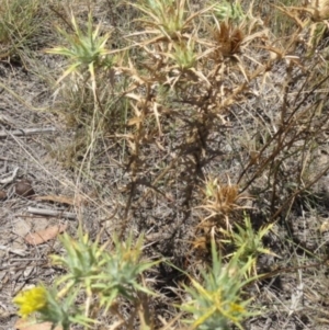 Carthamus lanatus at Greenway, ACT - 22 Feb 2017