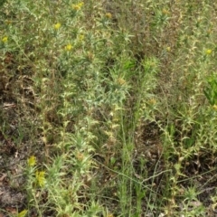 Carthamus lanatus at Greenway, ACT - 22 Feb 2017