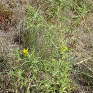 Carthamus lanatus at Greenway, ACT - 22 Feb 2017