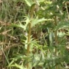 Carthamus lanatus at Greenway, ACT - 22 Feb 2017