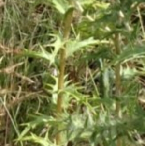 Carthamus lanatus at Greenway, ACT - 22 Feb 2017