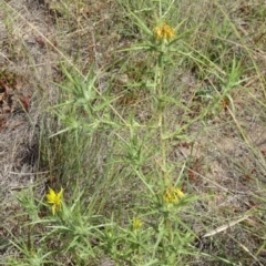 Carthamus lanatus (Saffron Thistle) at Greenway, ACT - 22 Feb 2017 by SteveC