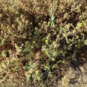 Carthamus lanatus at Greenway, ACT - 22 Feb 2017