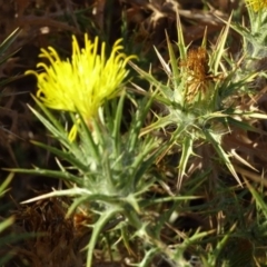 Carthamus lanatus at Greenway, ACT - 22 Feb 2017 08:04 PM