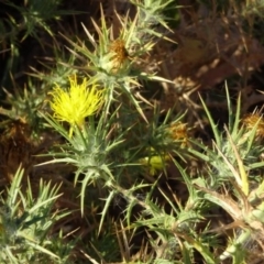 Carthamus lanatus at Greenway, ACT - 22 Feb 2017 08:04 PM