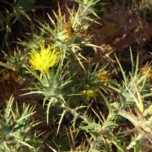 Carthamus lanatus at Greenway, ACT - 22 Feb 2017 08:04 PM