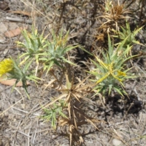 Carthamus lanatus at Greenway, ACT - 22 Feb 2017 08:04 PM