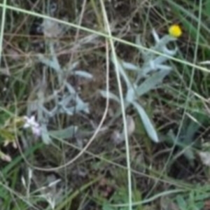 Chrysocephalum apiculatum at Greenway, ACT - 22 Feb 2017 07:30 PM