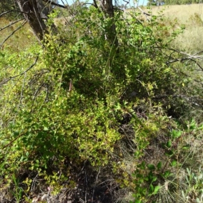 Rubus parvifolius (Native Raspberry) at Greenway, ACT - 22 Feb 2017 by SteveC