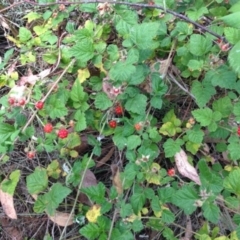 Rubus parvifolius at Greenway, ACT - 22 Feb 2017 07:36 PM