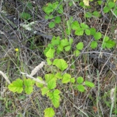 Rubus parvifolius at Greenway, ACT - 22 Feb 2017 07:36 PM