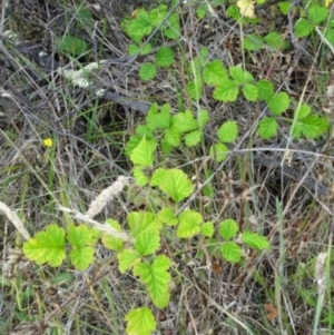 Rubus parvifolius at Greenway, ACT - 22 Feb 2017