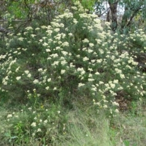 Cassinia longifolia at Greenway, ACT - 22 Feb 2017